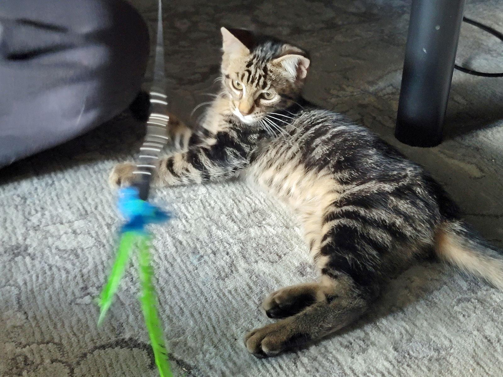 Enlarge Millie, a Adoptable Domestic Short Hair in Alpharetta, GA image 1/2