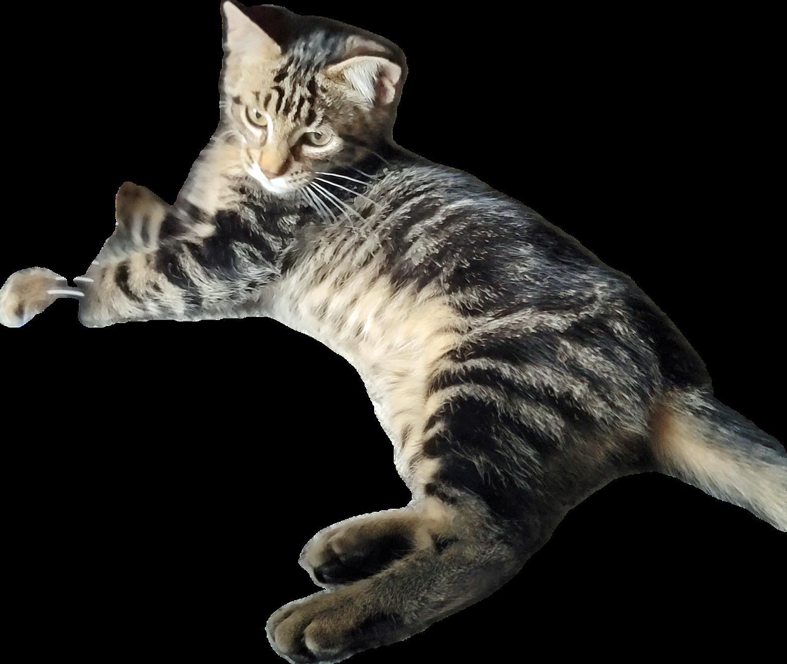 Enlarge Millie, a Adoptable Domestic Short Hair in Alpharetta, GA image 2/2