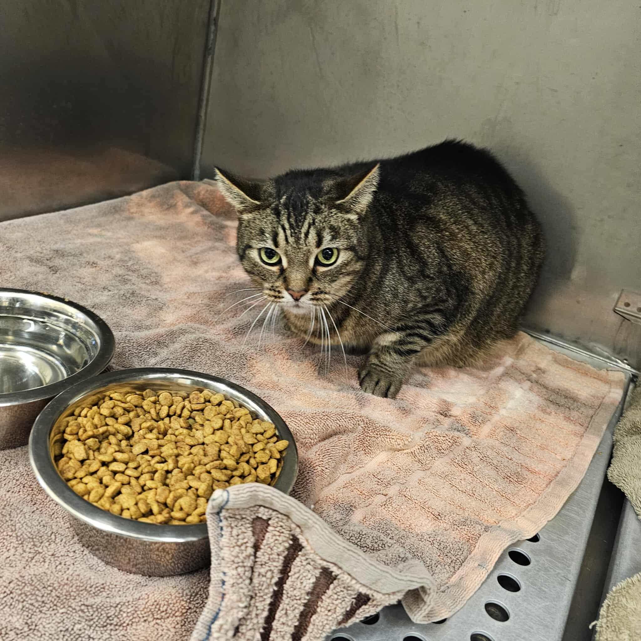 Enlarge Hunter, a Adoptable Domestic Short Hair in Ludington, MI image 1/1