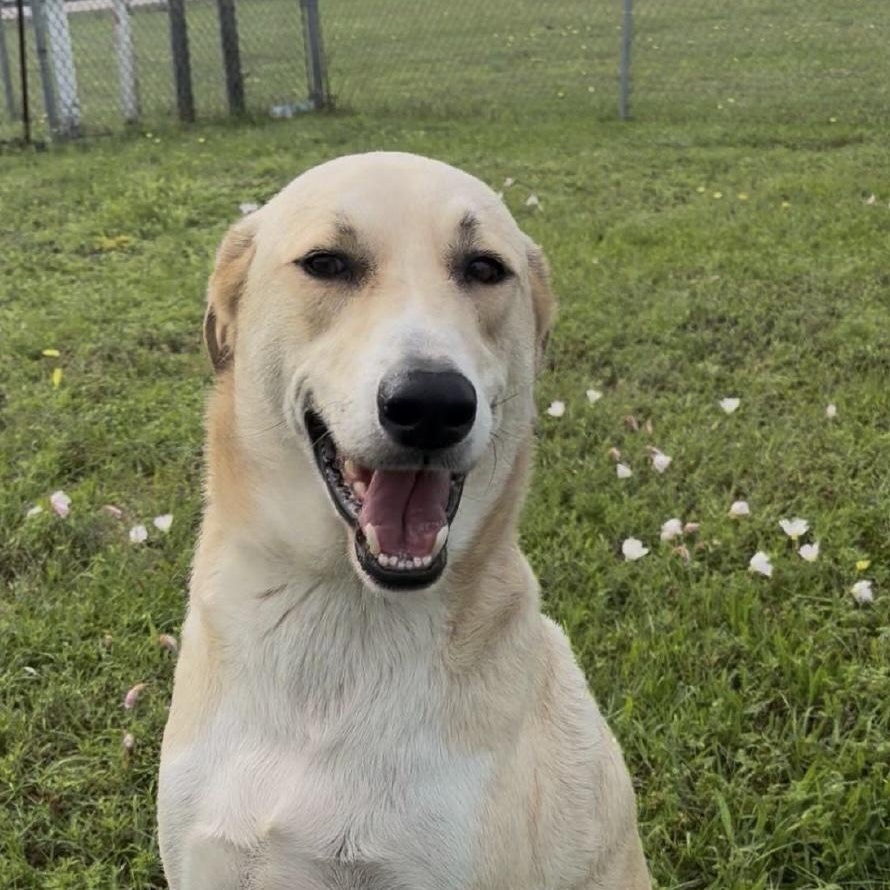 Henry, a ADOPTABLE mixed breed in Cedarburg, WI image 3/3