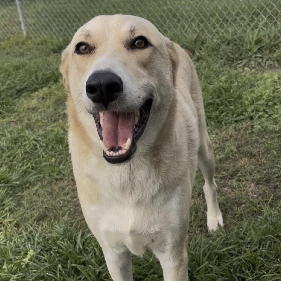Henry, a ADOPTABLE mixed breed in Cedarburg, WI image 1/3