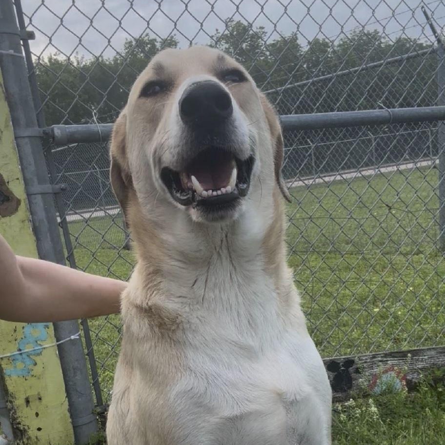 Henry, a ADOPTABLE mixed breed in Cedarburg, WI image 2/3