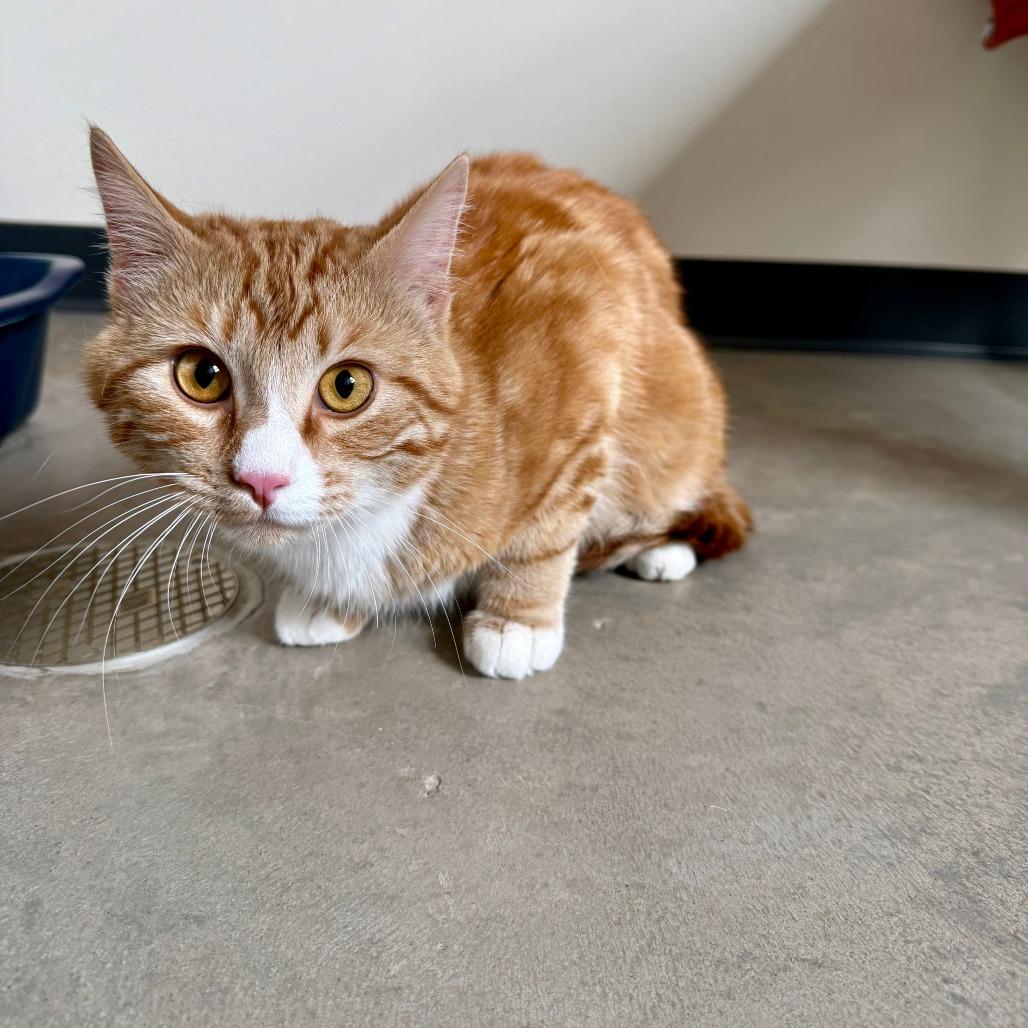 Dash, Adoptable, Adult Male American Shorthair.