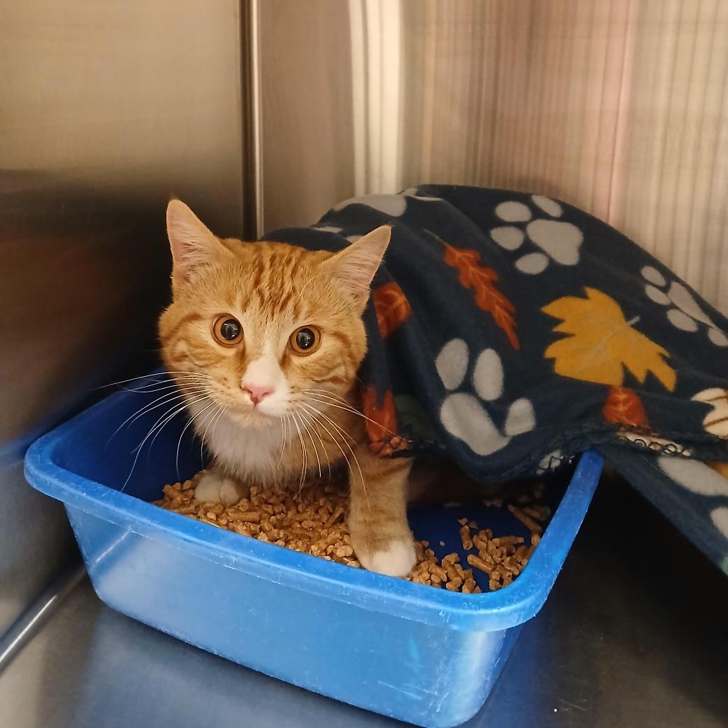 Enlarge Dash, a Adoptable American Shorthair in Cody, WY image 2/2