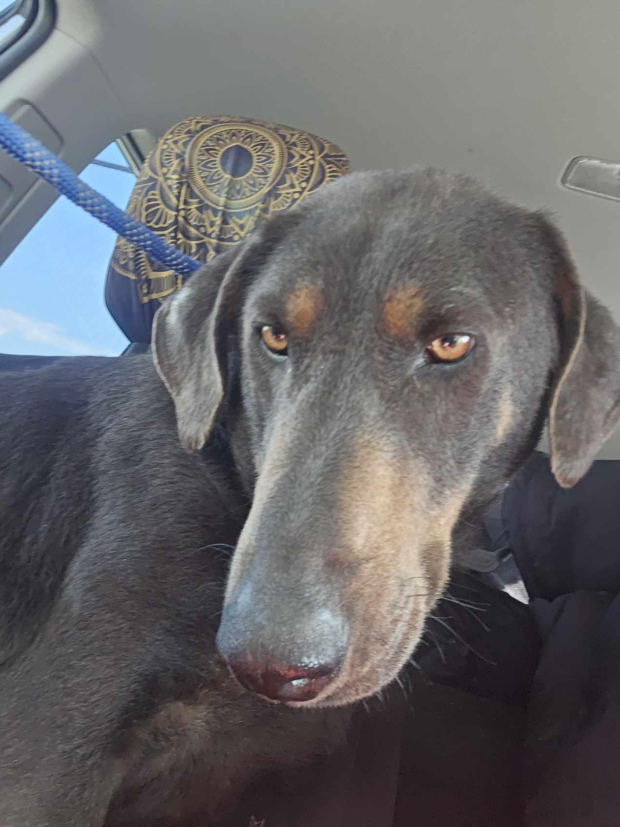 Enlarge Sadie, a Adoptable mixed breed in Wrightwood, CA image 3/5