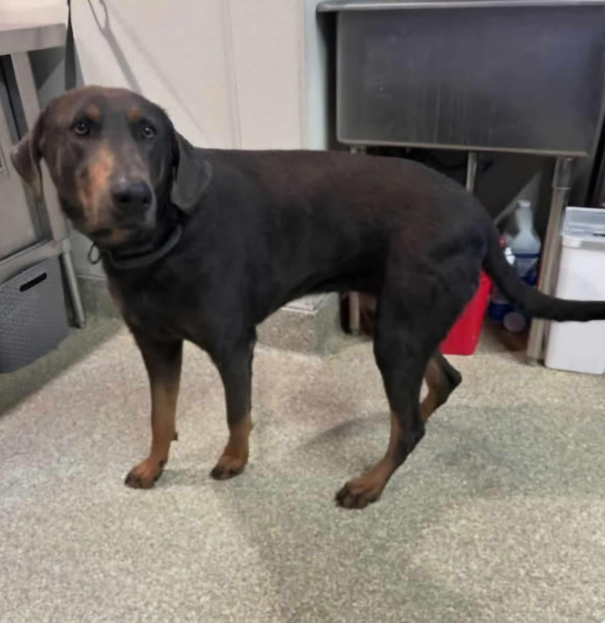 Enlarge Sadie, a Adoptable mixed breed in Wrightwood, CA image 4/5