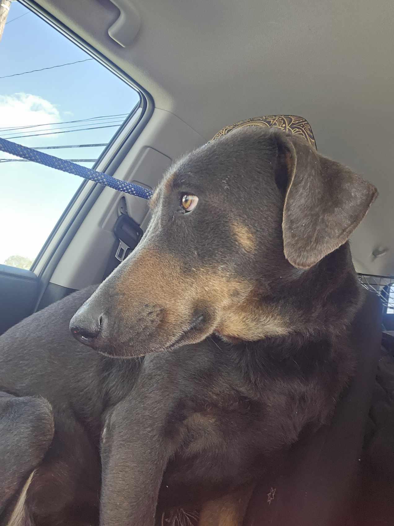 Enlarge Sadie, a Adoptable mixed breed in Wrightwood, CA image 5/5