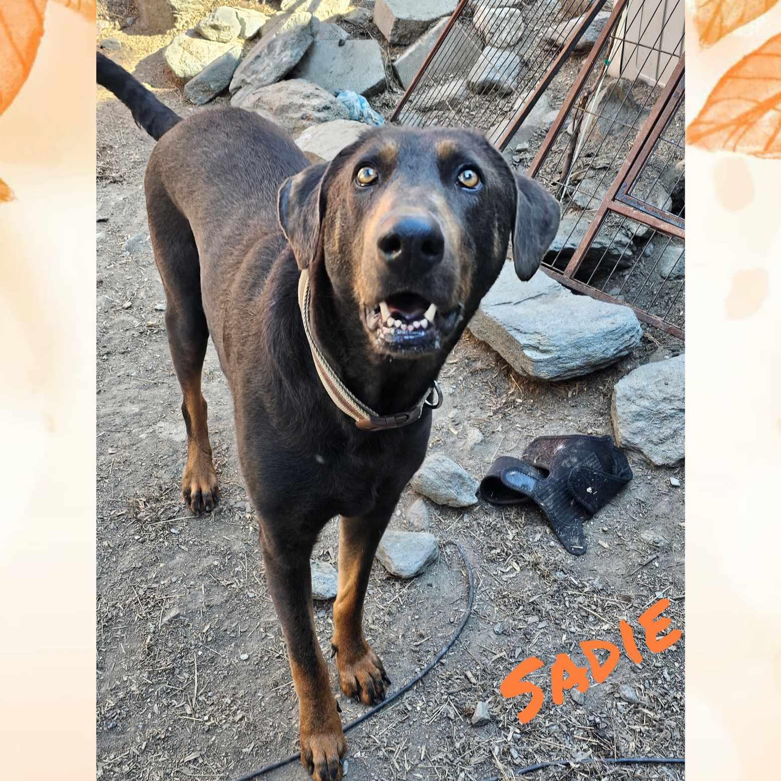 Enlarge Sadie, a Adoptable mixed breed in Wrightwood, CA image 1/5