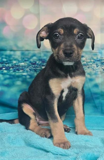 Blossom, Adoptable, Puppy Female Fox Terrier & Mixed Breed.
