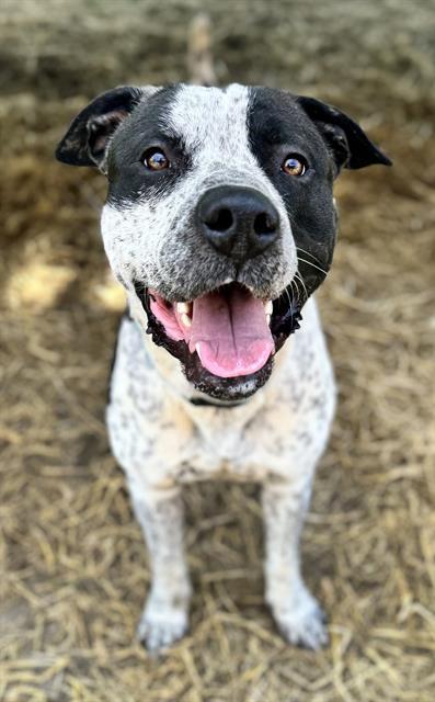 Oreo, a ADOPTABLE Pit Bull Terrier in Phoenix, OR image 2/2