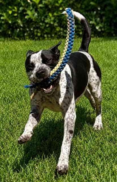 Enlarge Oreo, a ADOPTABLE Pit Bull Terrier in Phoenix, OR image 4/6