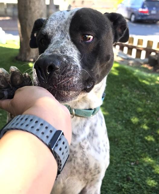 Enlarge Oreo, a ADOPTABLE Pit Bull Terrier in Phoenix, OR image 2/6