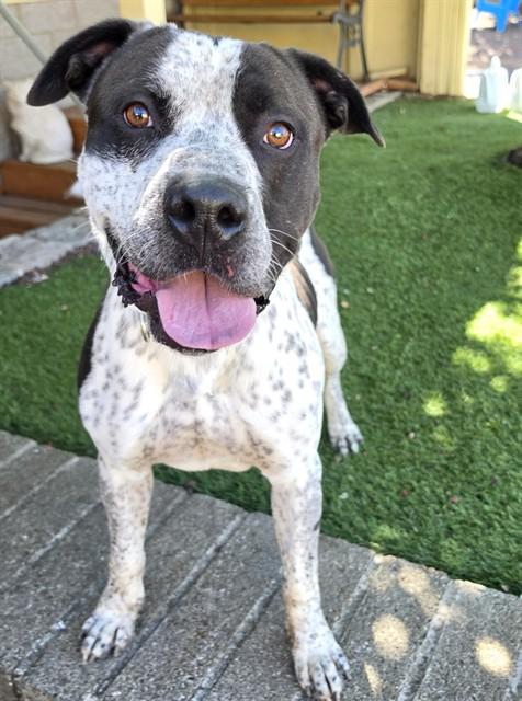 Enlarge Oreo, a ADOPTABLE Pit Bull Terrier in Phoenix, OR image 5/6