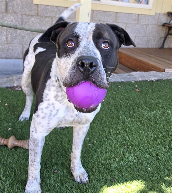 Enlarge Oreo, a ADOPTABLE Pit Bull Terrier in Phoenix, OR image 6/6