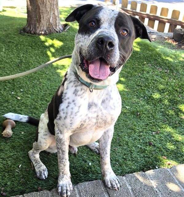Enlarge Oreo, a ADOPTABLE Pit Bull Terrier in Phoenix, OR image 3/6