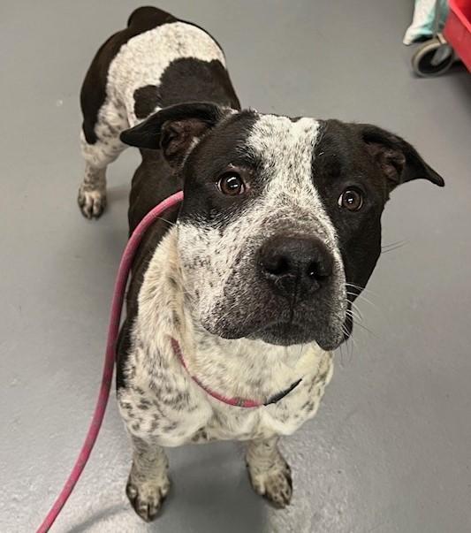 Oreo, a ADOPTABLE Pit Bull Terrier in Phoenix, OR image 1/2