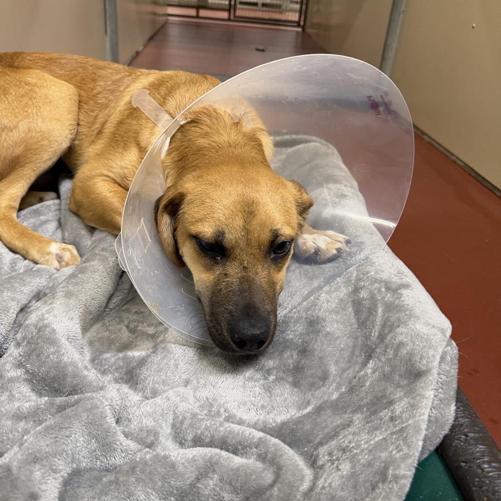 Yareli, Adoptable, Adult Female Hound & Mixed Breed.