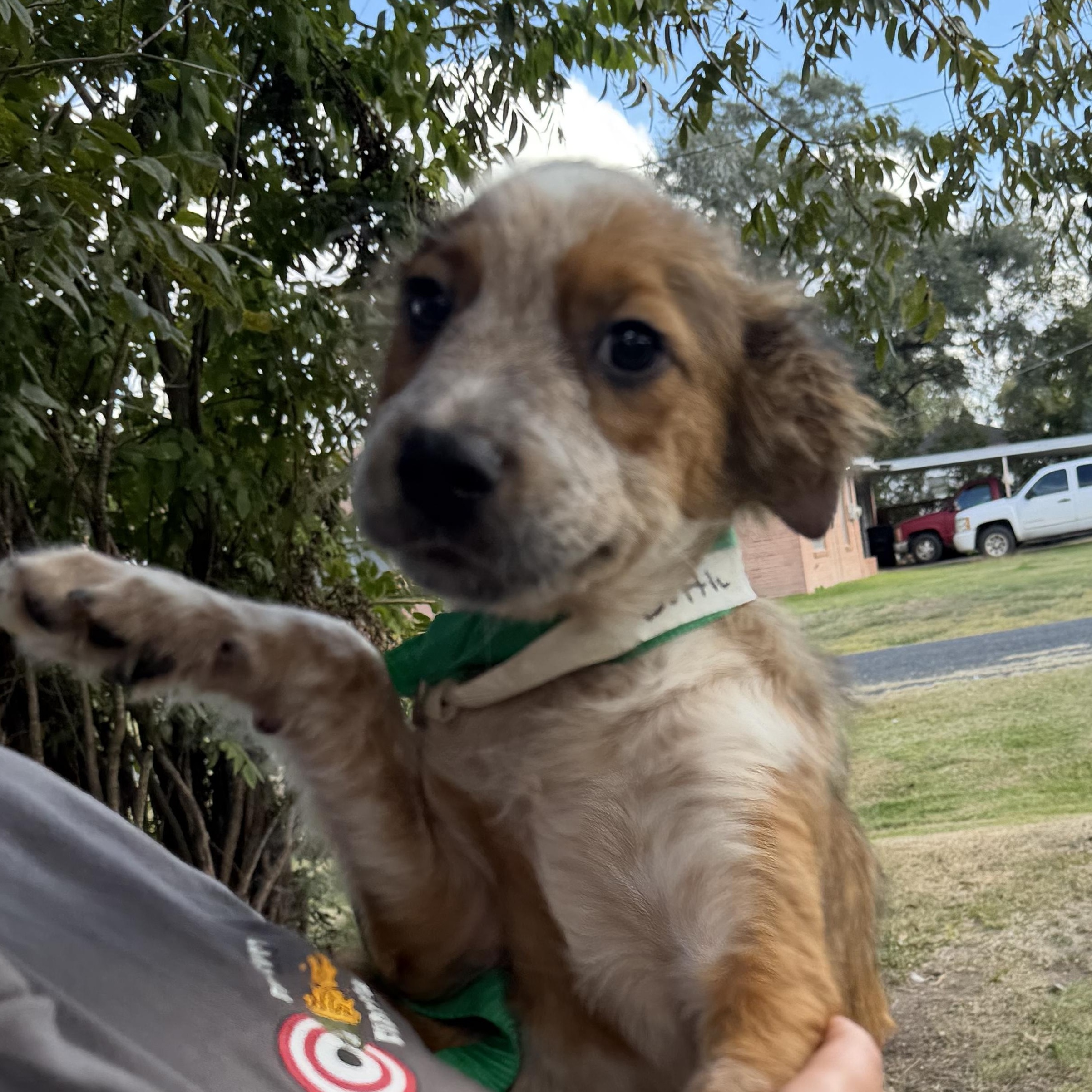 Dozer, Adoptable, Young Male Australian Cattle Dog / Blue Heeler.