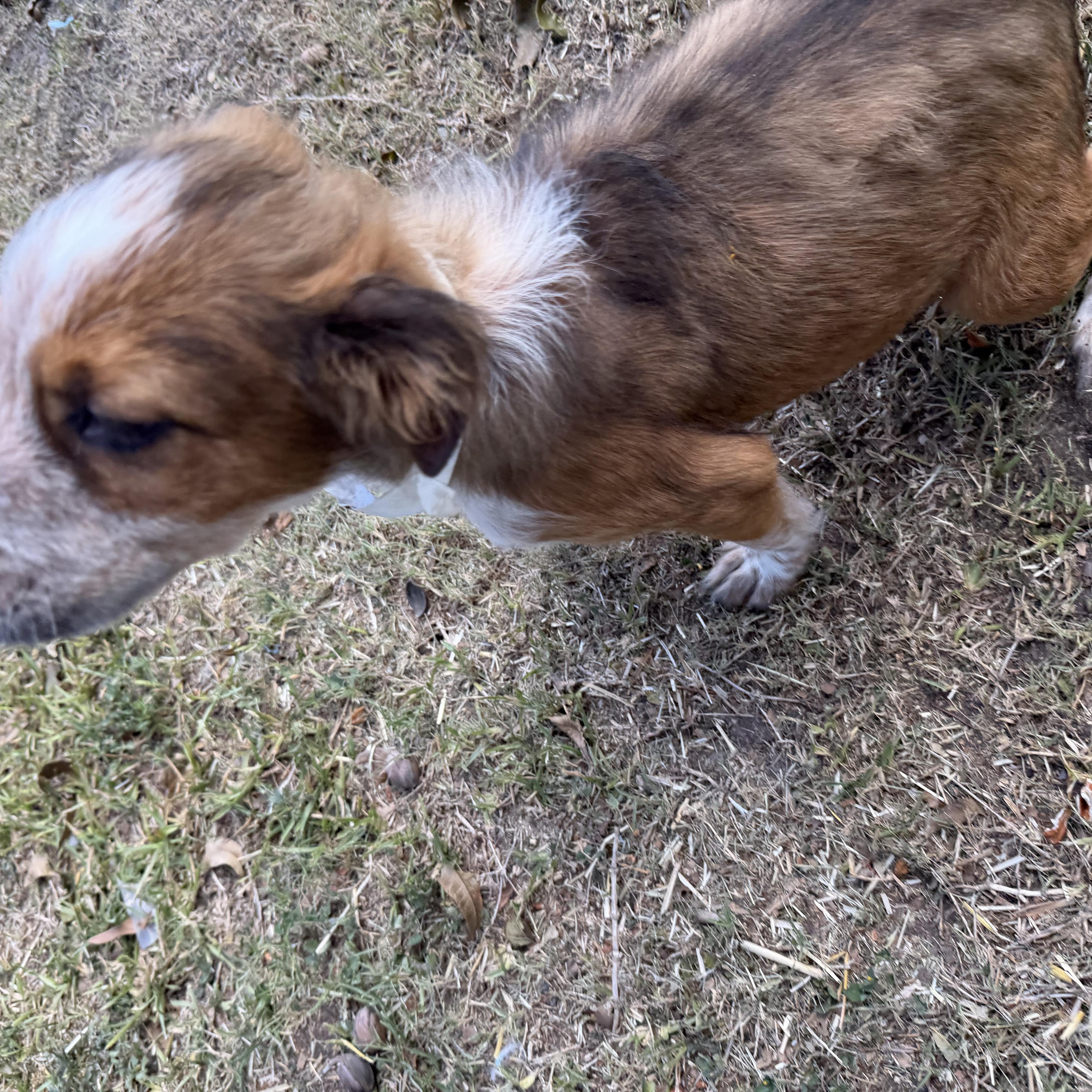 Dozer, a Adoptable mixed breed in Johnston, RI image 2/4