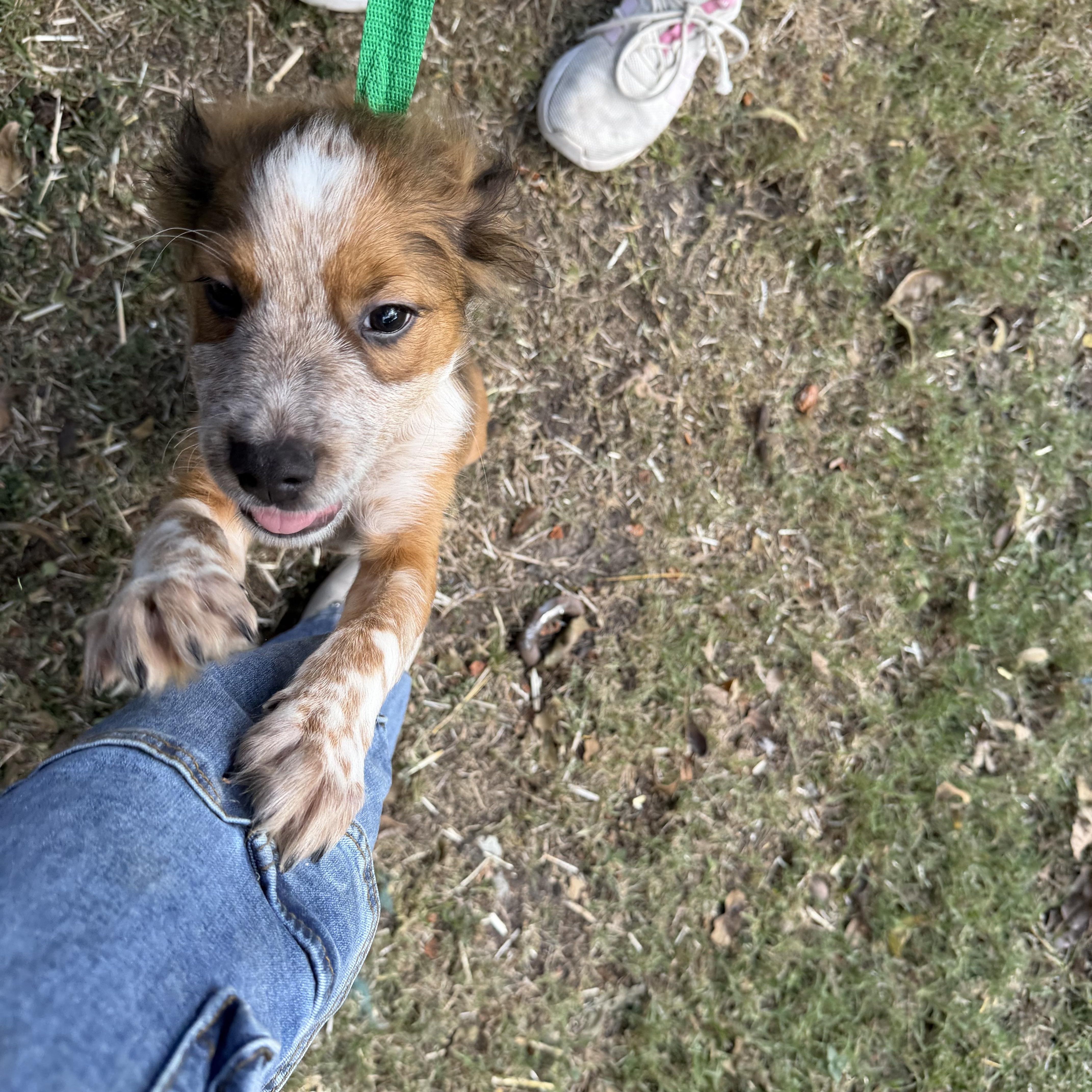 Dozer, a Adoptable mixed breed in Johnston, RI image 4/4