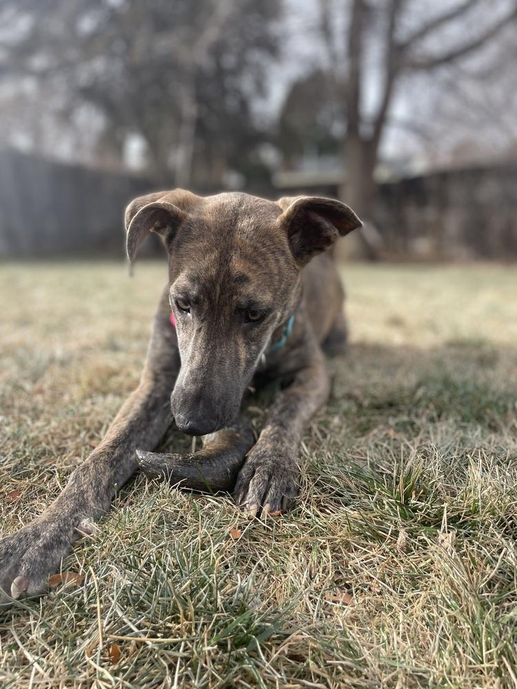 Kane, Adoptable, Young Male Hound & Plott Hound.