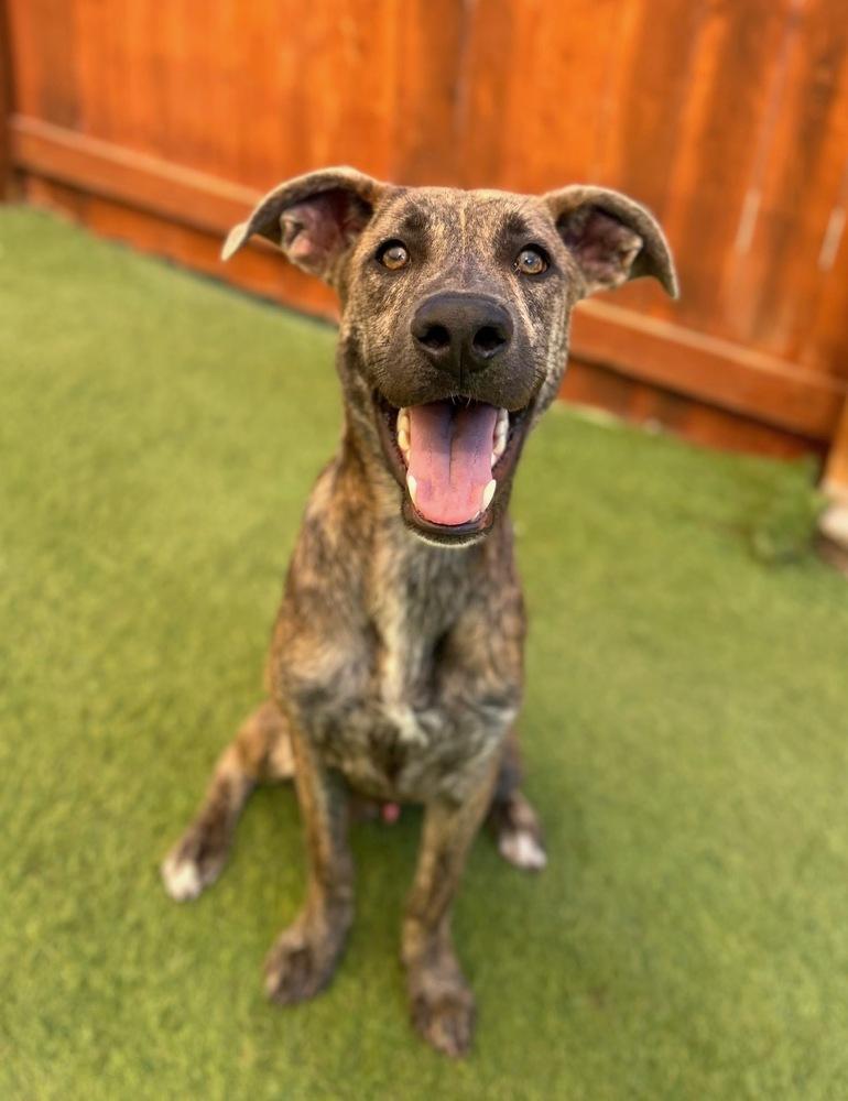 Kane, a Adoptable mixed breed in Denver, CO image 1/6