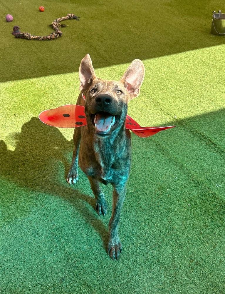 Kane, a Adoptable mixed breed in Denver, CO image 2/6