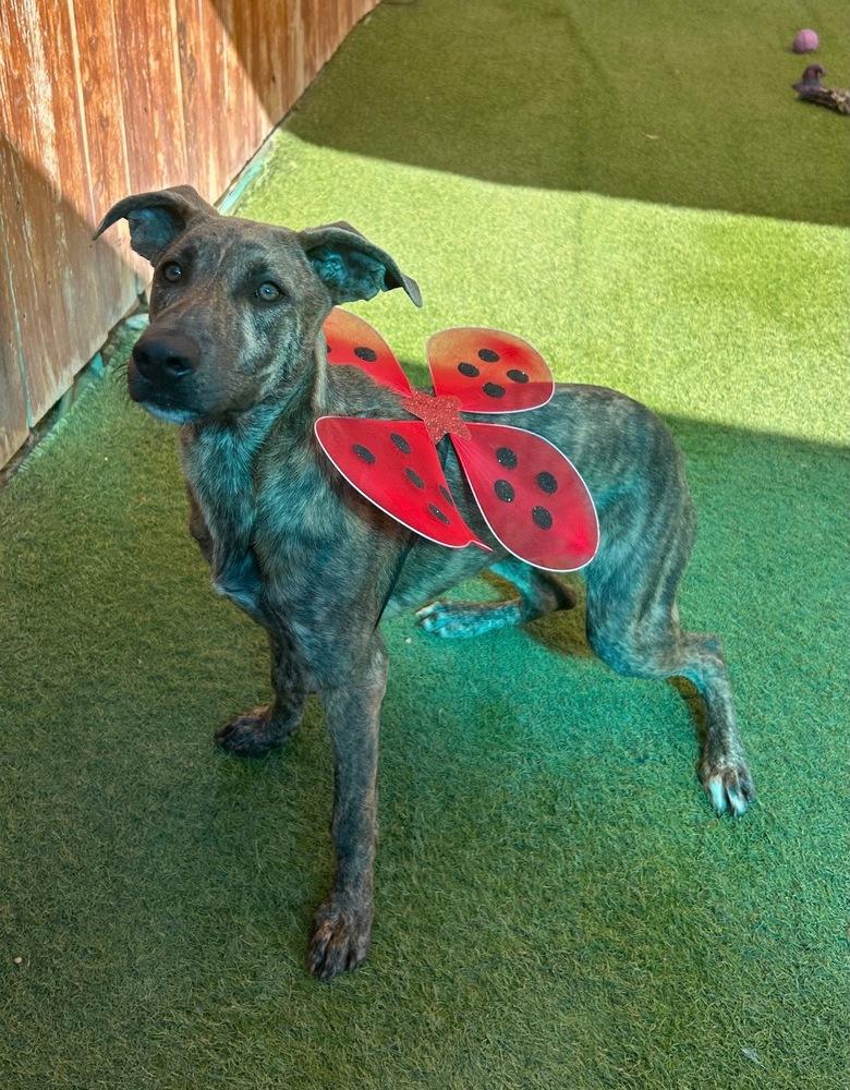 Kane, a Adoptable mixed breed in Denver, CO image 3/6