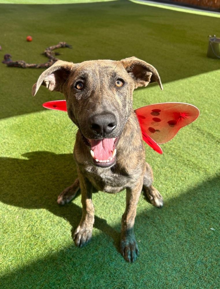 Kane, a Adoptable mixed breed in Denver, CO image 4/6