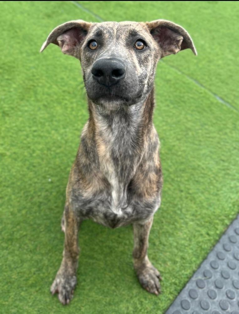 Kane, a Adoptable mixed breed in Denver, CO image 5/6