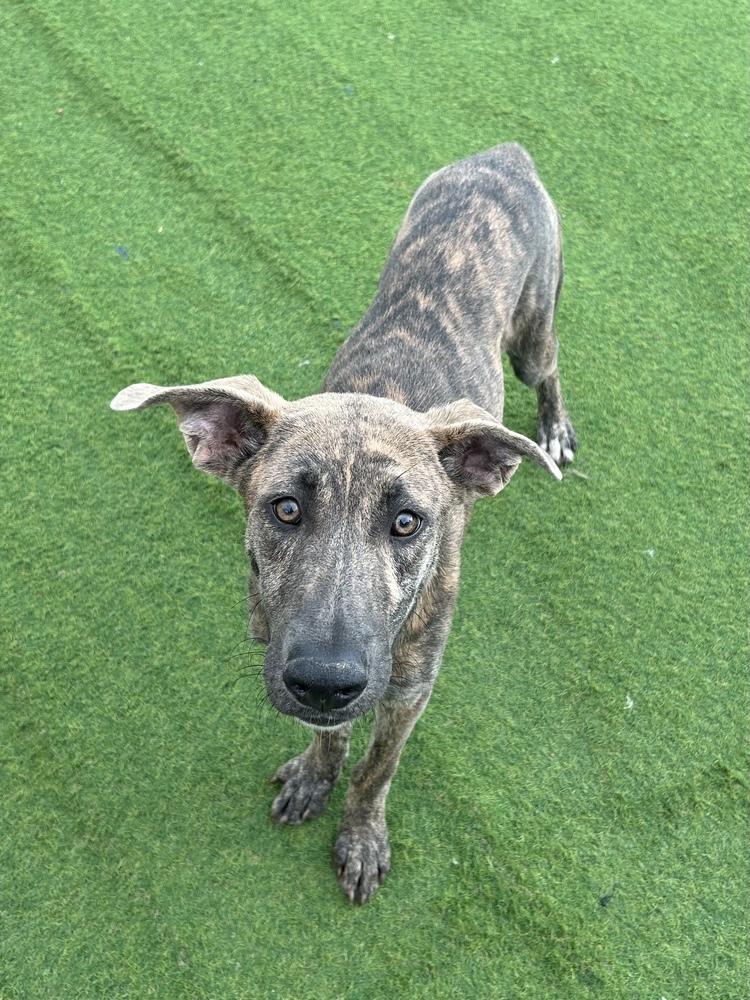 Kane, a Adoptable mixed breed in Denver, CO image 6/6