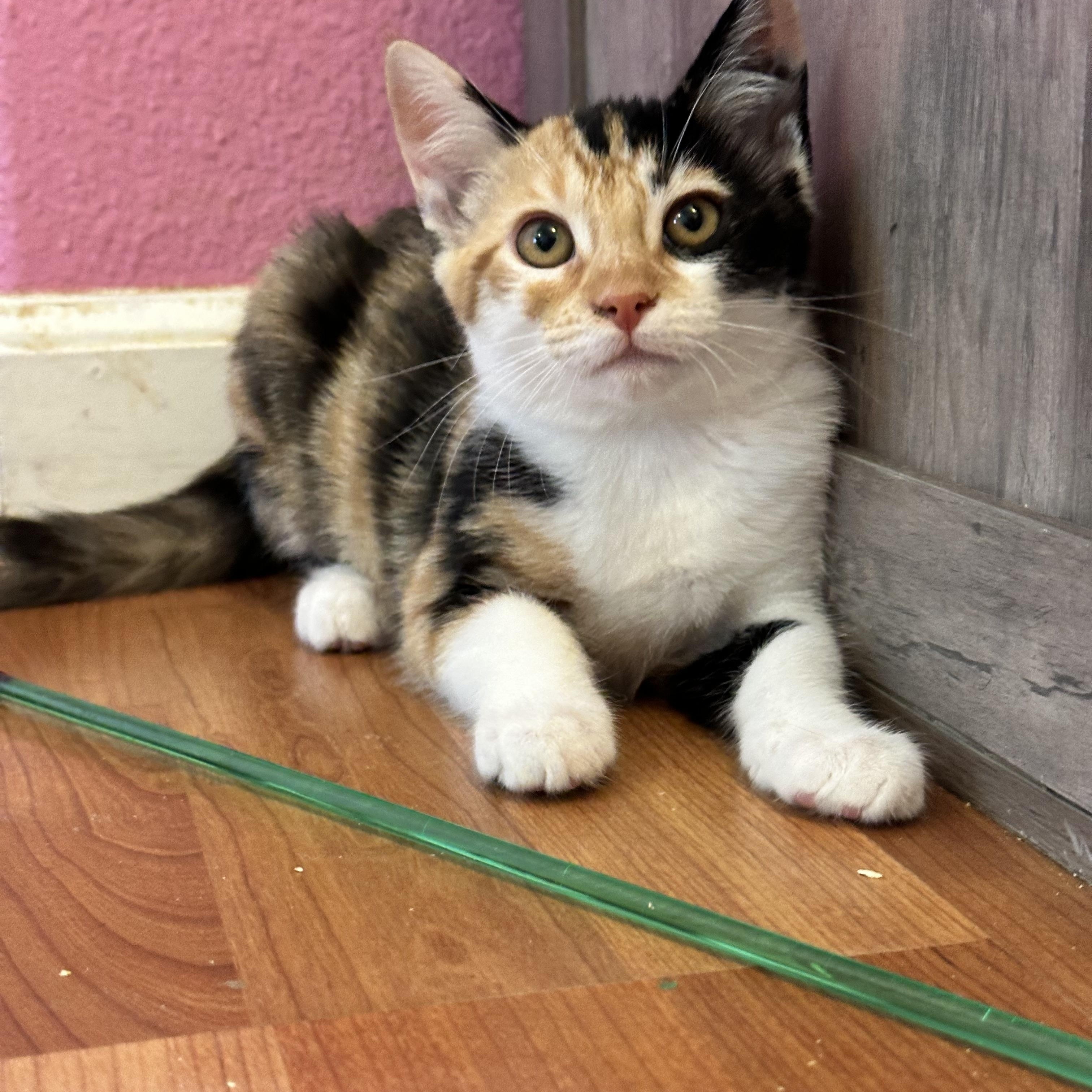 Ginger, ADOPTABLE, Kitten Female Domestic Short Hair.