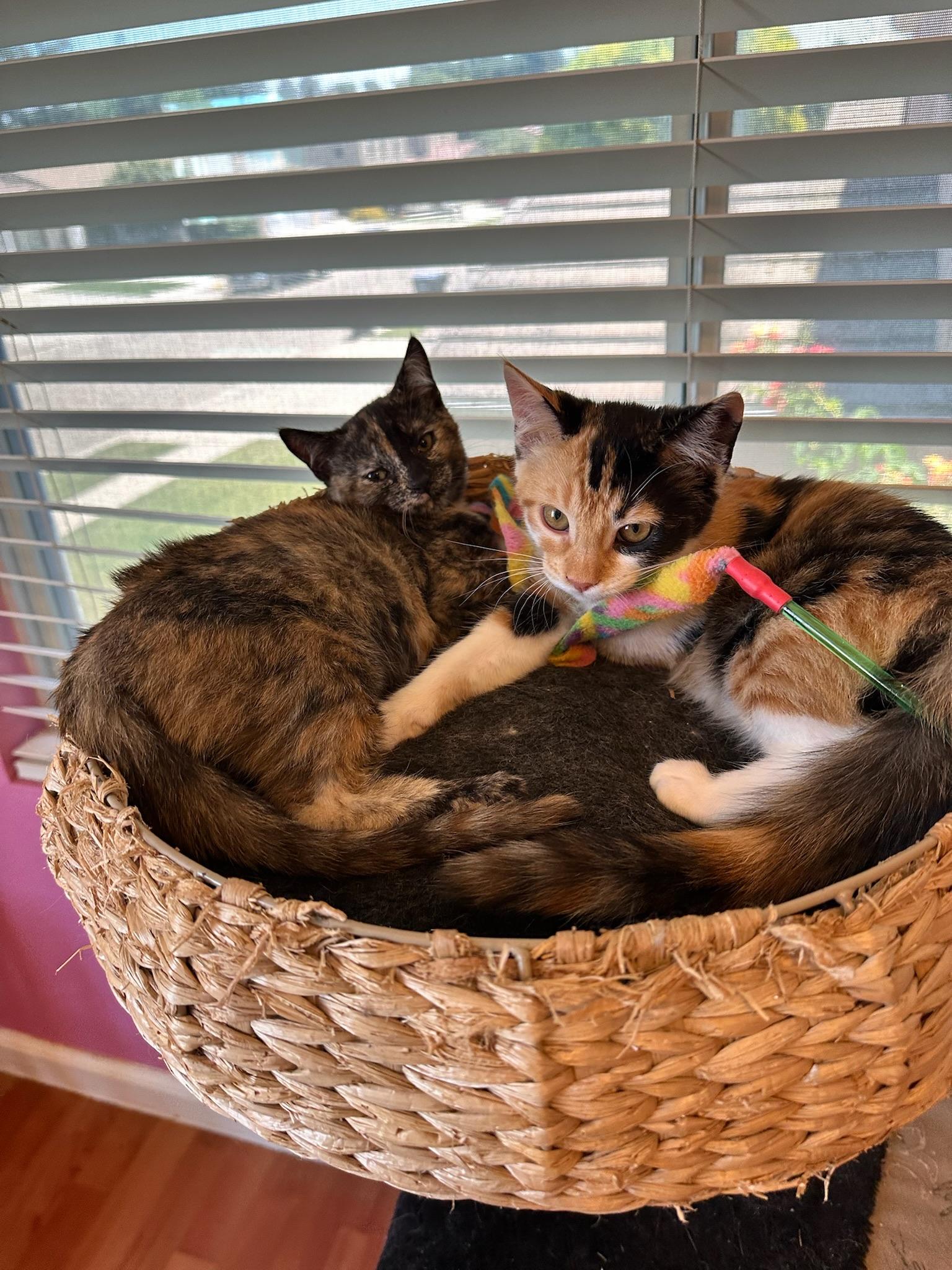 Enlarge Ginger, a Adopted Domestic Short Hair in Visalia, CA image 2/4