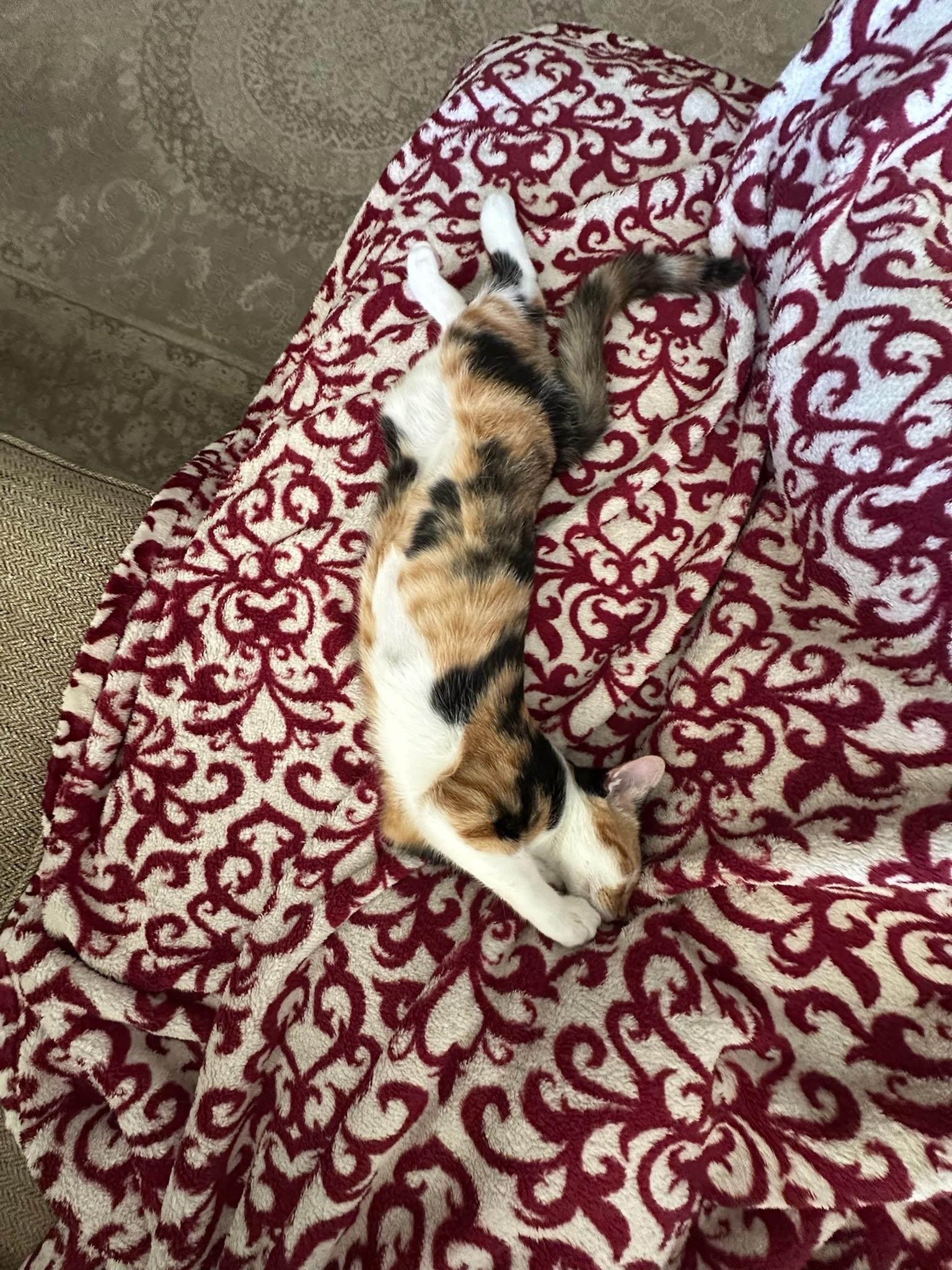 Enlarge Ginger, a Adopted Domestic Short Hair in Visalia, CA image 3/4