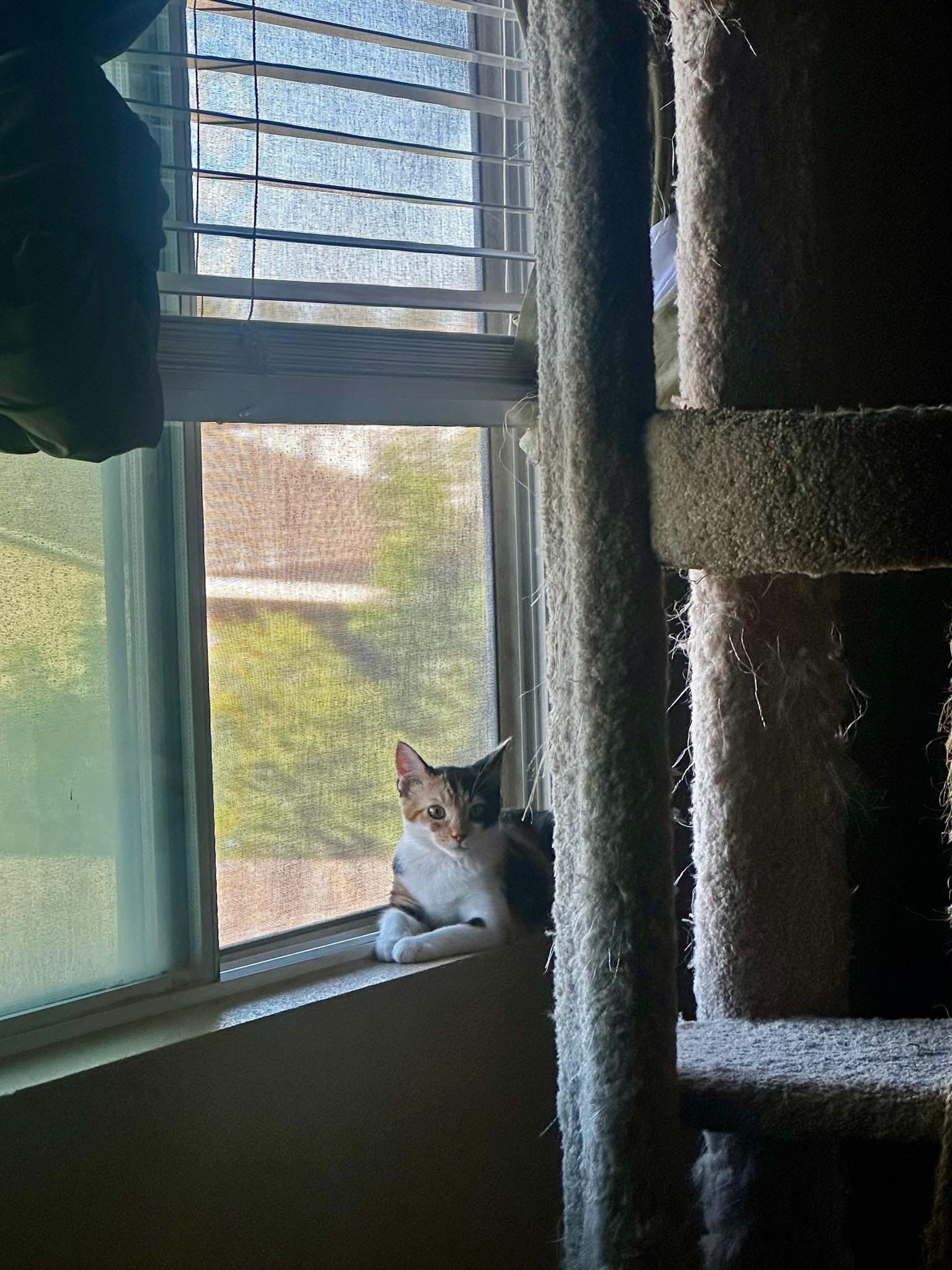 Enlarge Ginger, a Adopted Domestic Short Hair in Visalia, CA image 4/4