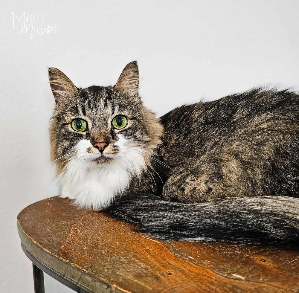 Marilyn, Adoptable, Adult Female Domestic Long Hair.