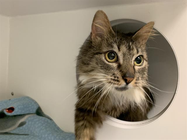 Enlarge STRAWBERRY, a Adoptable Domestic Medium Hair in Kent, WA image 1/1