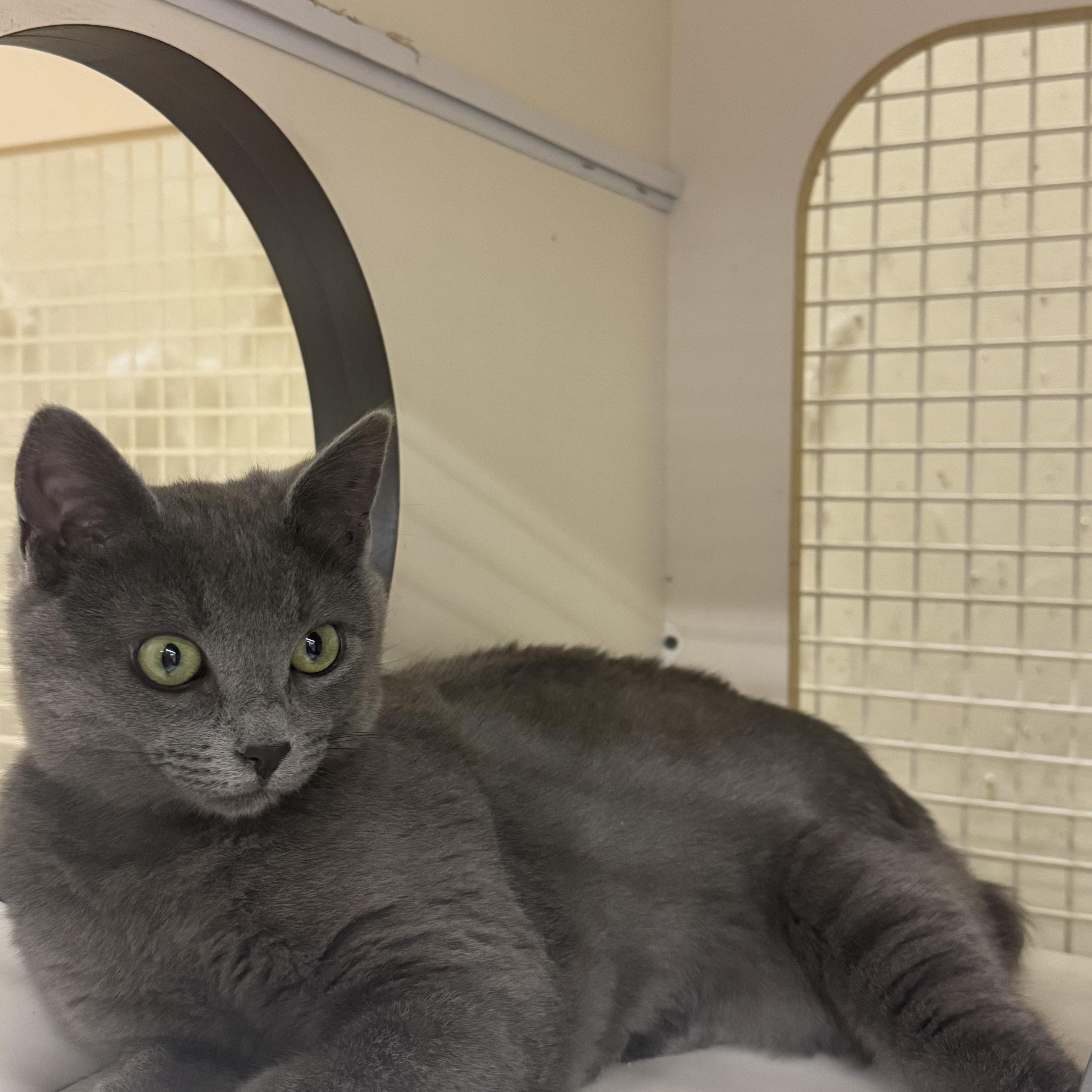 Enlarge Token INDOOR ONLY , an adopted mixed breed in Stockton, CA image 6/6