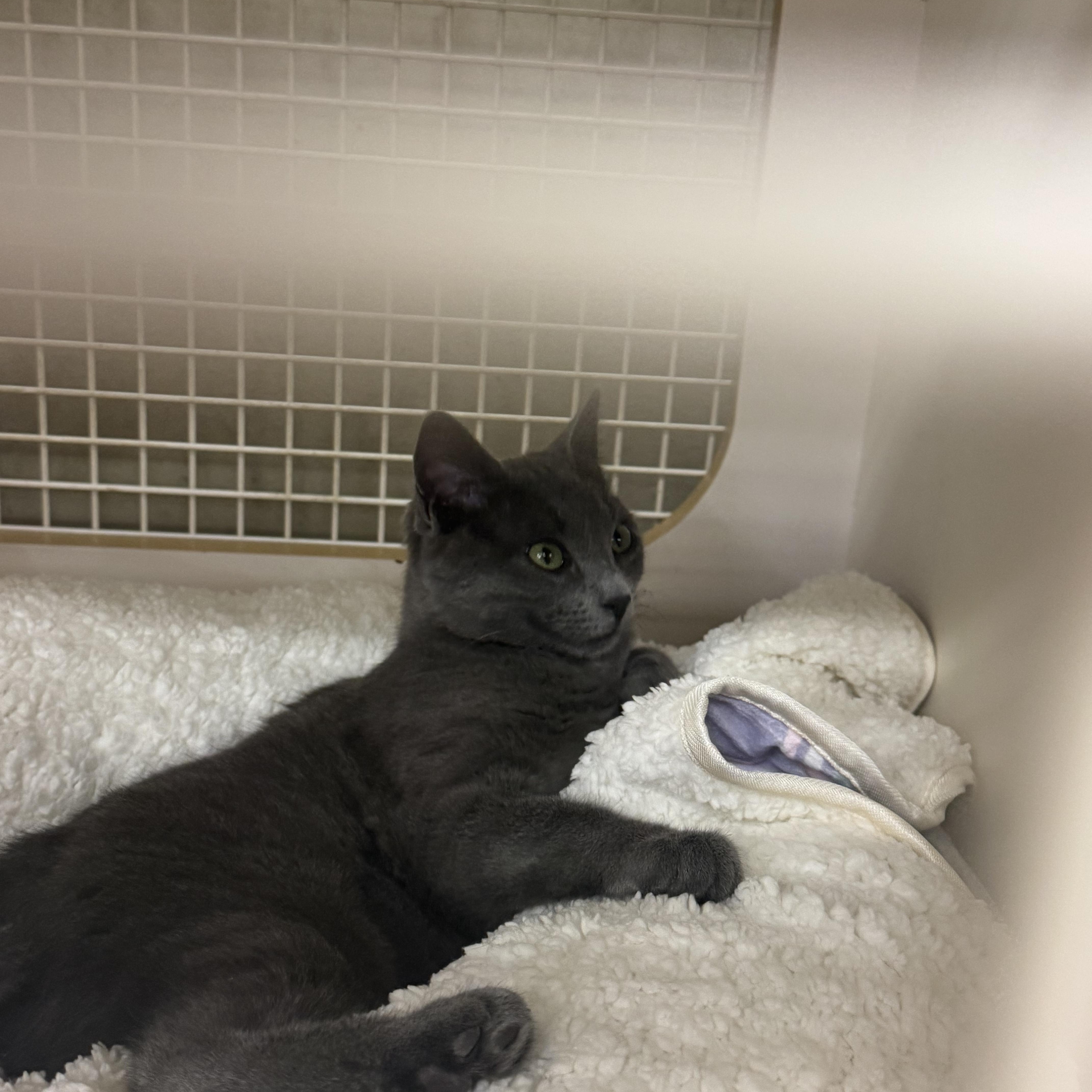 Enlarge Token INDOOR ONLY , an adopted mixed breed in Stockton, CA image 5/6