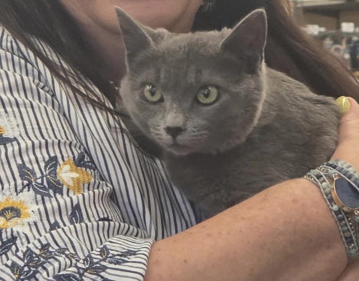 Enlarge Token INDOOR ONLY , an adopted mixed breed in Stockton, CA image 1/6