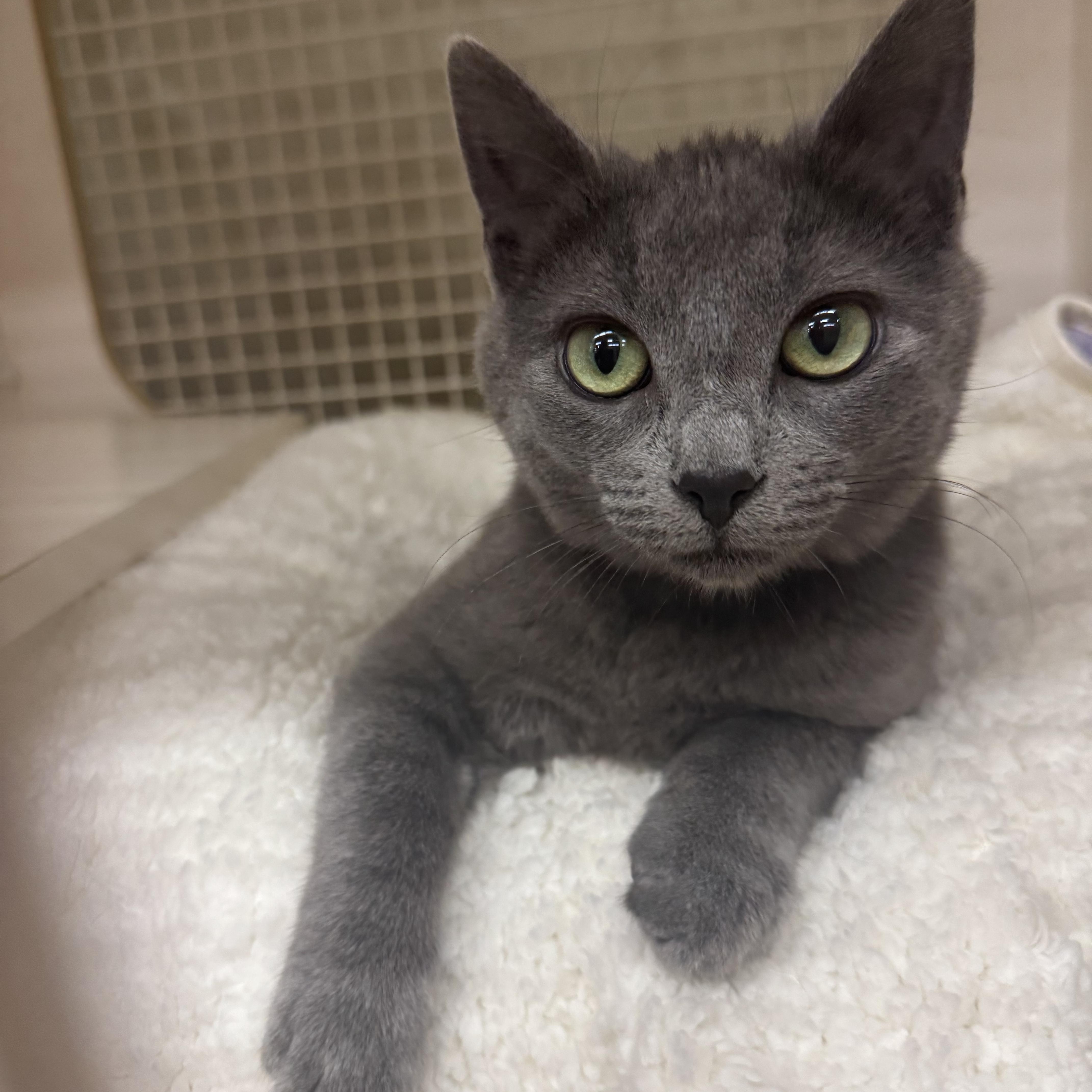 Token INDOOR ONLY , adopted, Kitten Female Russian Blue & Domestic Short Hair.