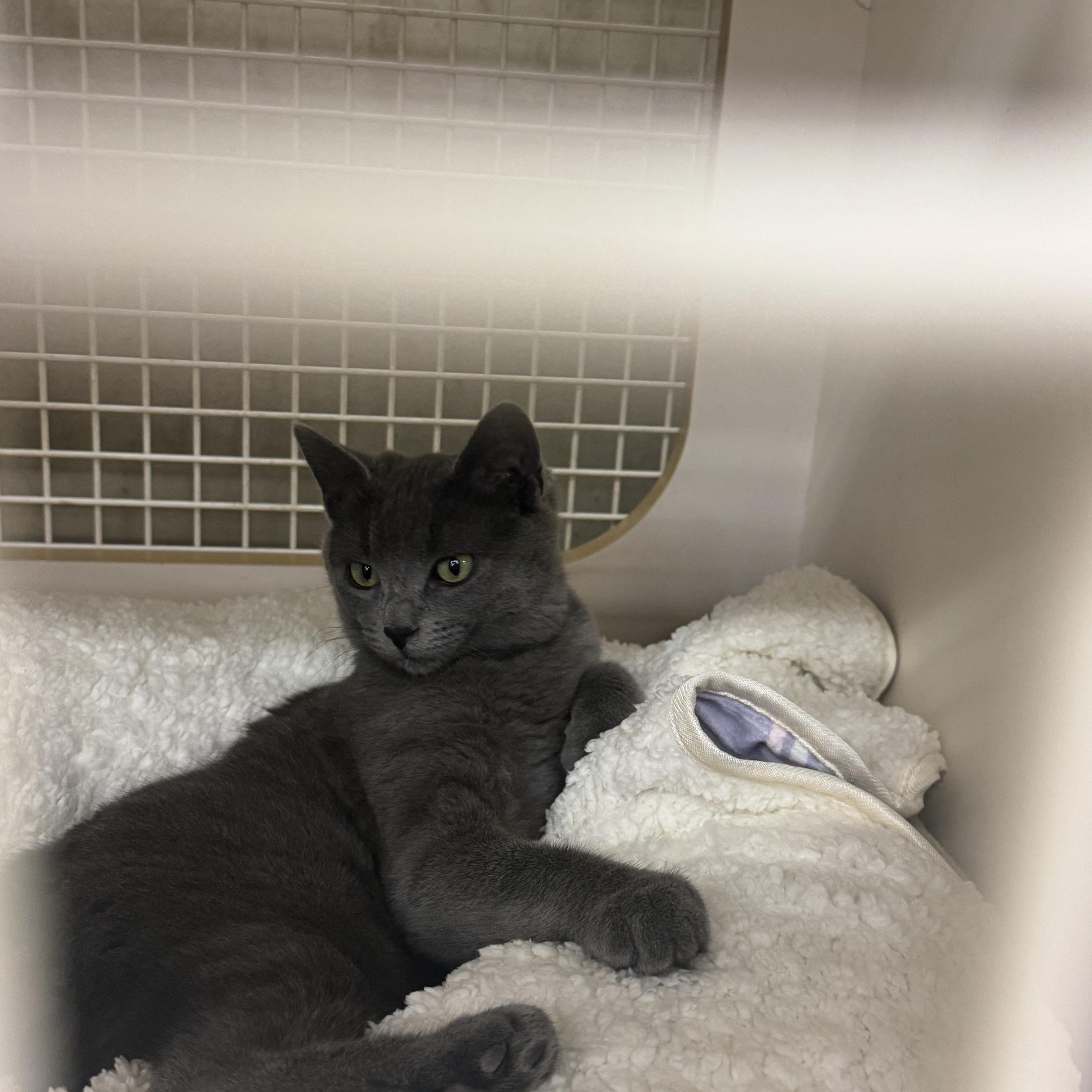 Enlarge Token INDOOR ONLY , an adopted mixed breed in Stockton, CA image 4/6