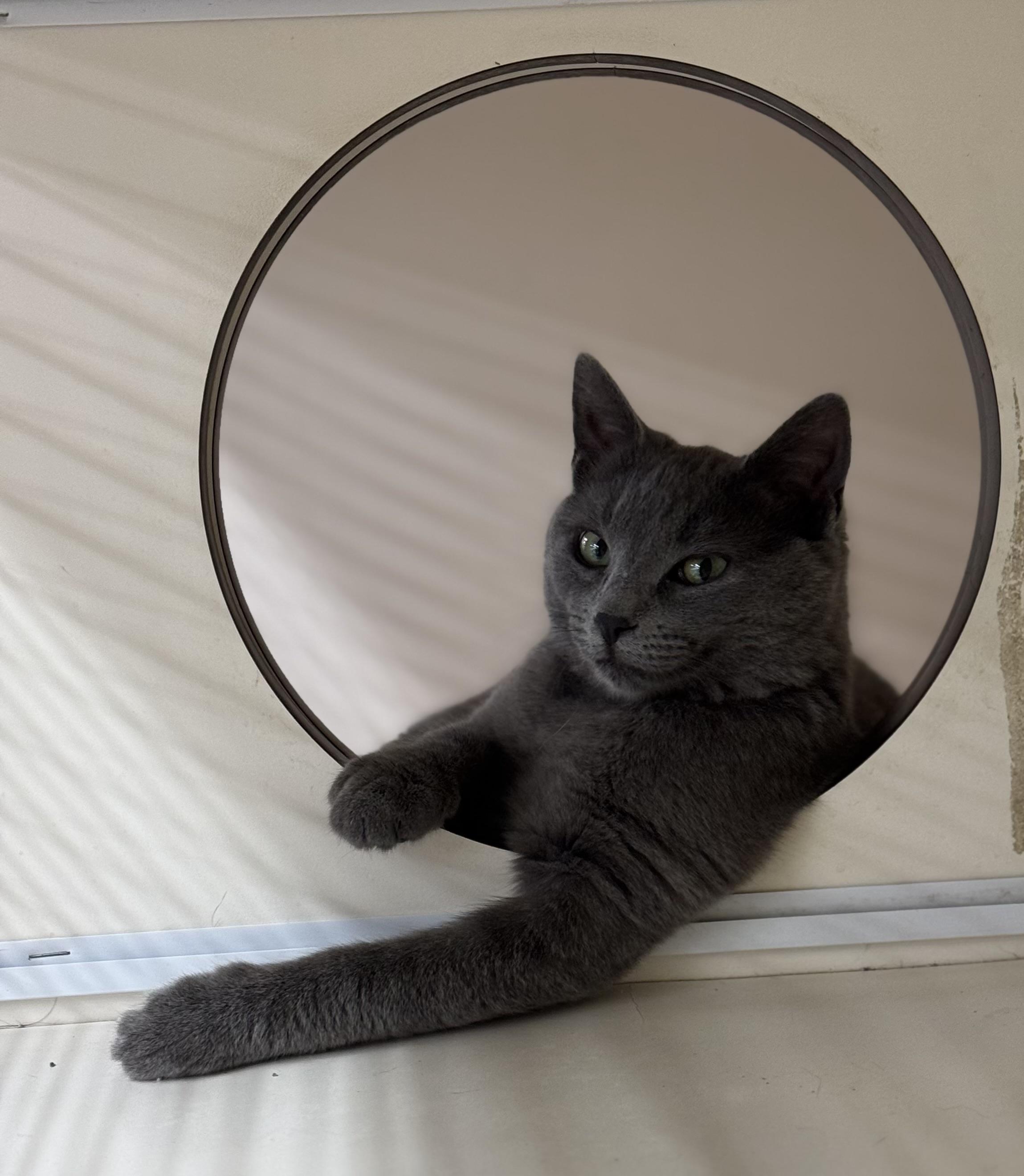 Enlarge Token INDOOR ONLY , an adopted mixed breed in Stockton, CA image 3/6