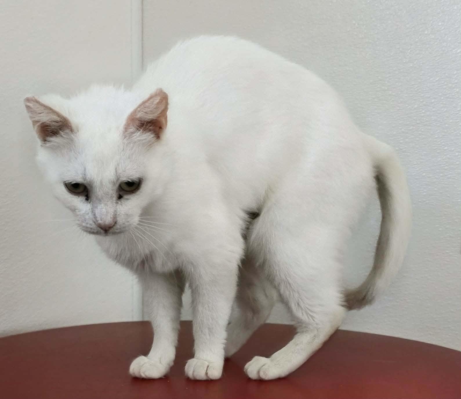 Enlarge Adele, an adopted Domestic Short Hair in Ionia, MI image 2/3