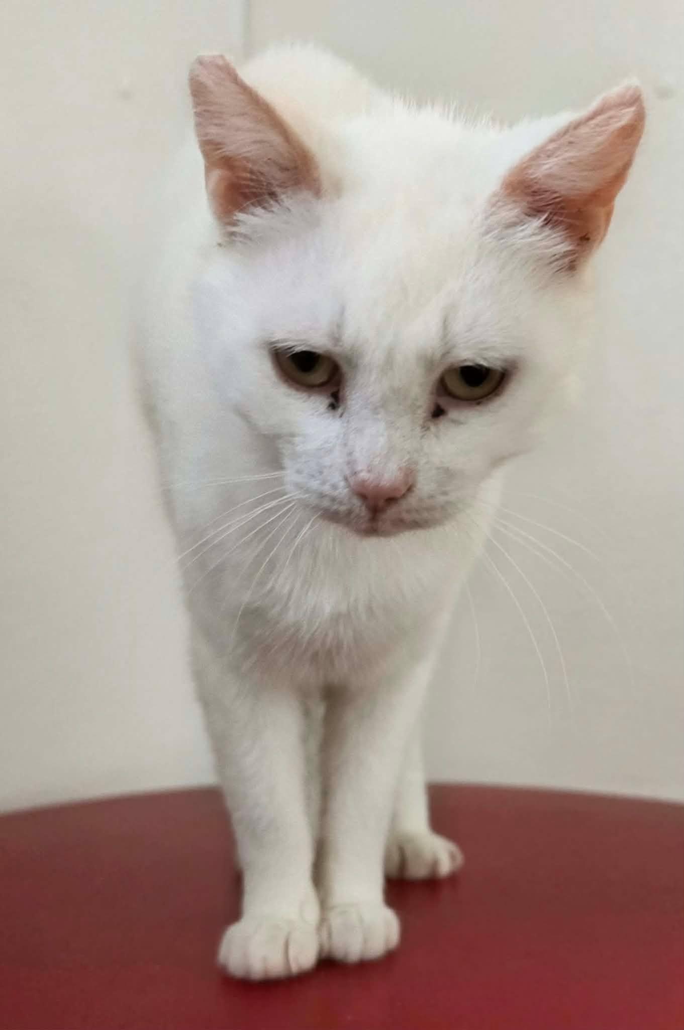 Adele, adopted, Young Female Domestic Short Hair.
