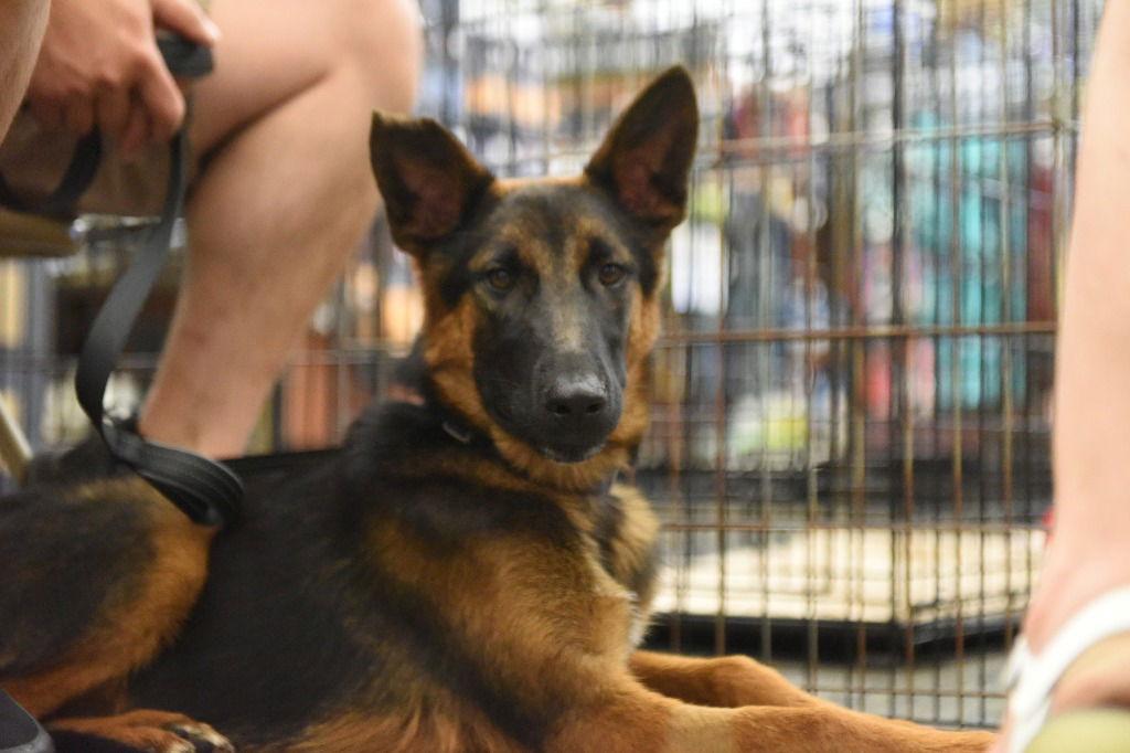 Dick Greyson, Adoptable, Young Male German Shepherd Dog.