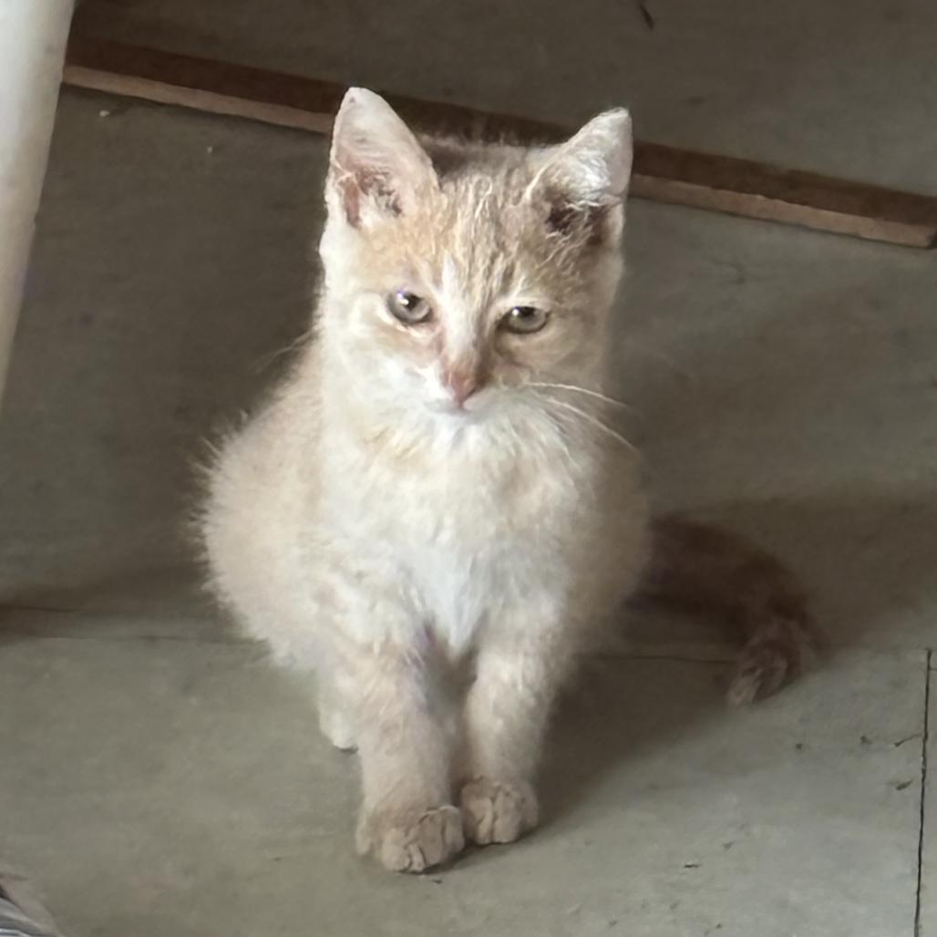 Enlarge Copper 26-270, a Adoptable Domestic Short Hair in Tawas City, MI image 1/1