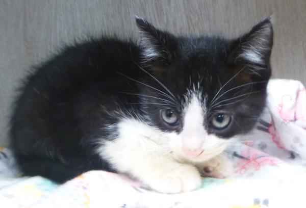 Felix, Adoptable, Kitten Male Domestic Short Hair.