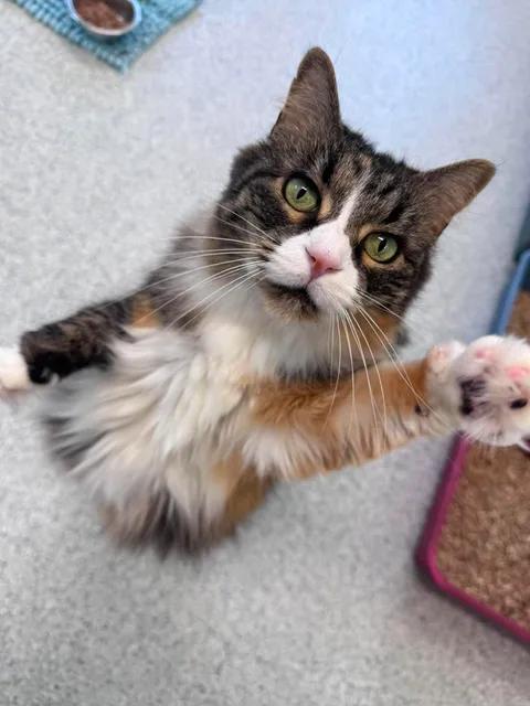 Penny, ADOPTABLE, Adult Female Domestic Long Hair.