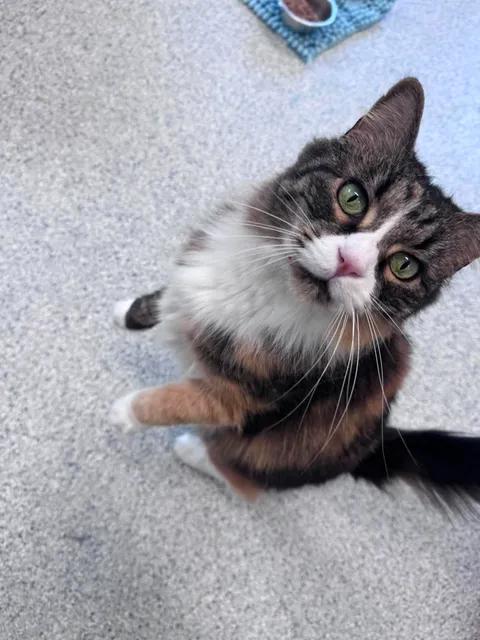 Enlarge Penny, a ADOPTABLE Domestic Long Hair in Cherryfield, ME image 2/2